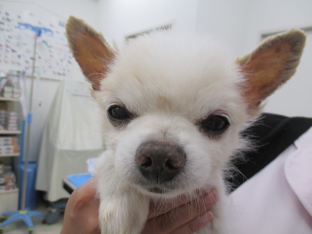 ポンタくん 新大阪の もへい動物病院 犬 猫 ウサギの診療 ペットホテル